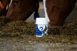 Euro Joe Black Garlic Bolus Calf -Horses Sales 2023 136043 1