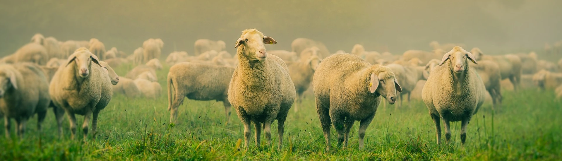 Horses Sales 2023 -Horses Sales 2023 22210