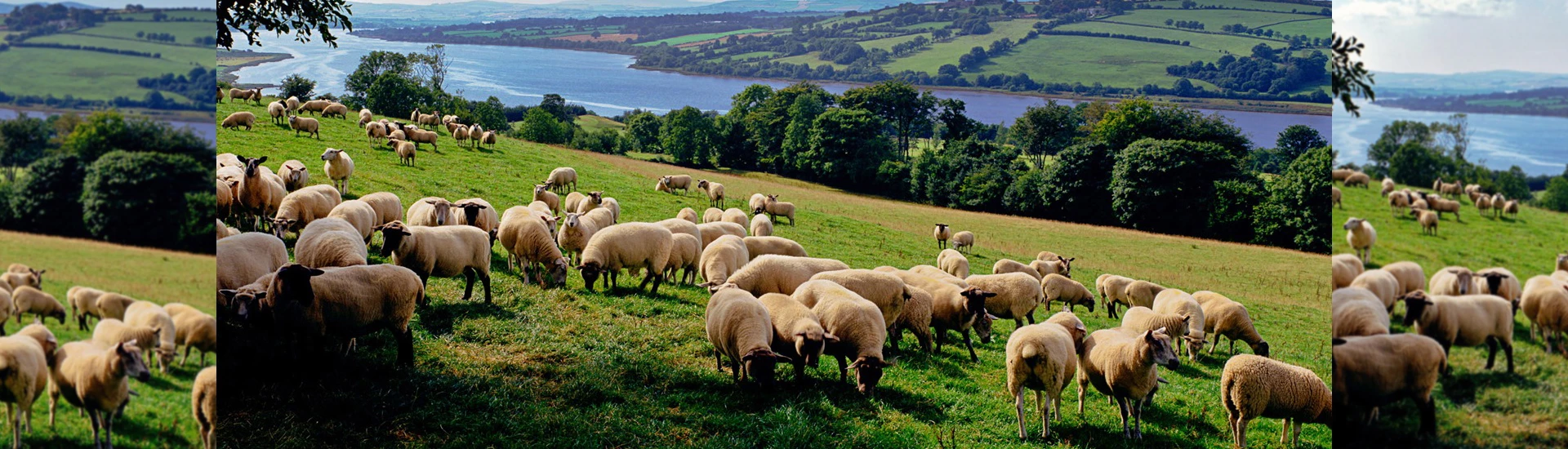 Horses Sales 2023 -Horses Sales 2023 22211