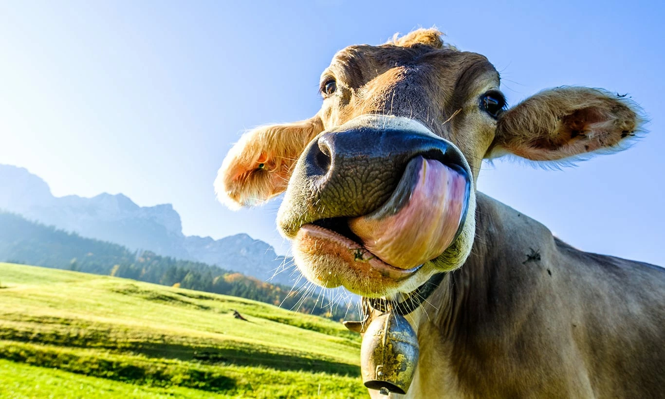 Horses Sales 2023 -Horses Sales 2023 S AN63